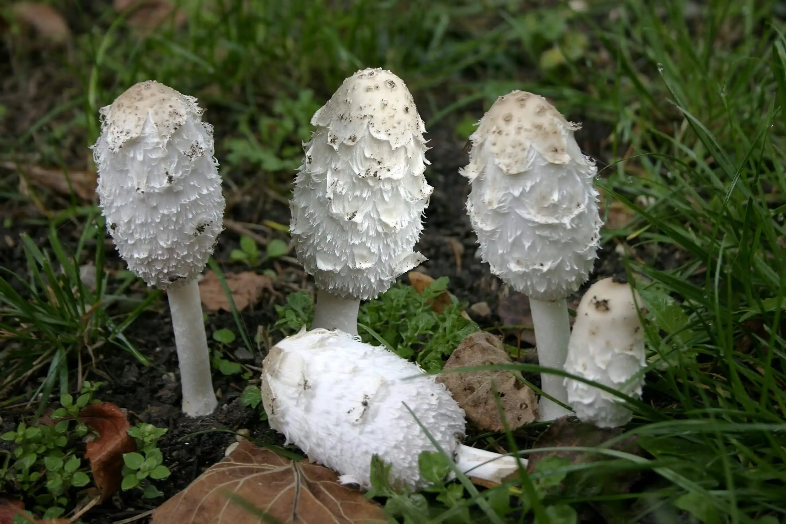 What are the Nutritional Benefits of Organic Coprinus Comatus Powder?